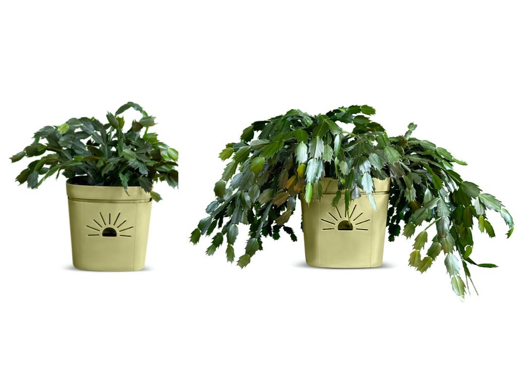 5-Inch Breathing Planter – Naked Root