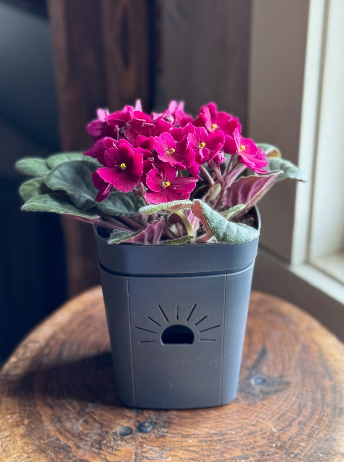 5" Planter with African Violet