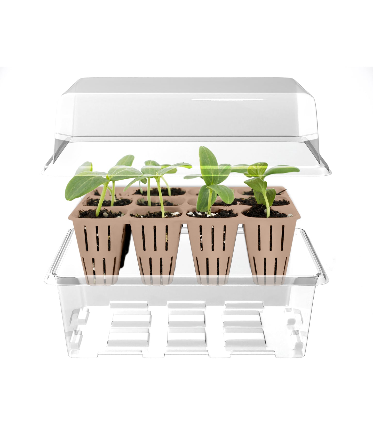 12-Cell Seed Starter w/ Clear Tray + Cover