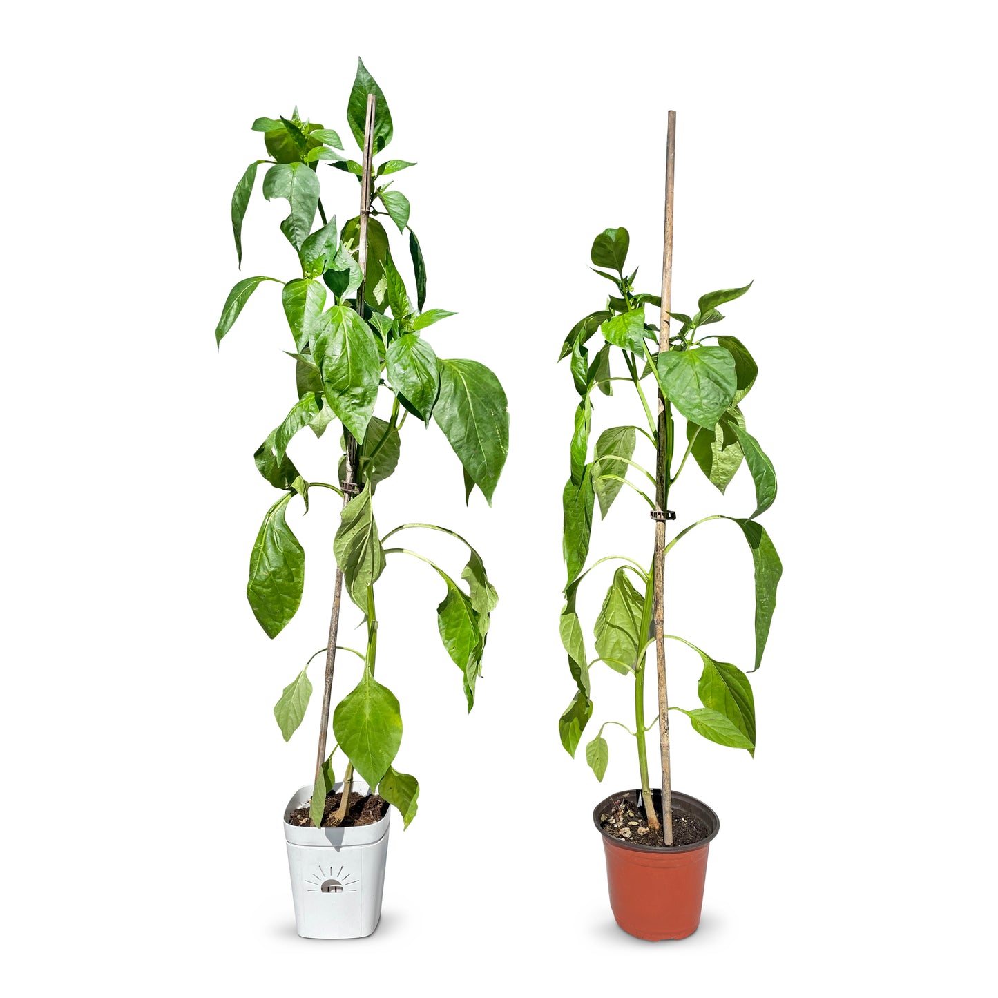 8-Inch Root-Pruning Garden Pots
