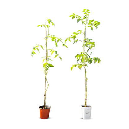 8-Inch Root-Pruning Garden Pots